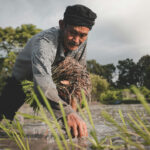 Ilustrasi Menanam Padi yang dilakukan oleh petani