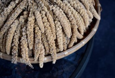 Sorghum-Biji-bijian Menjadi alternatif makanan yang lebih sehat