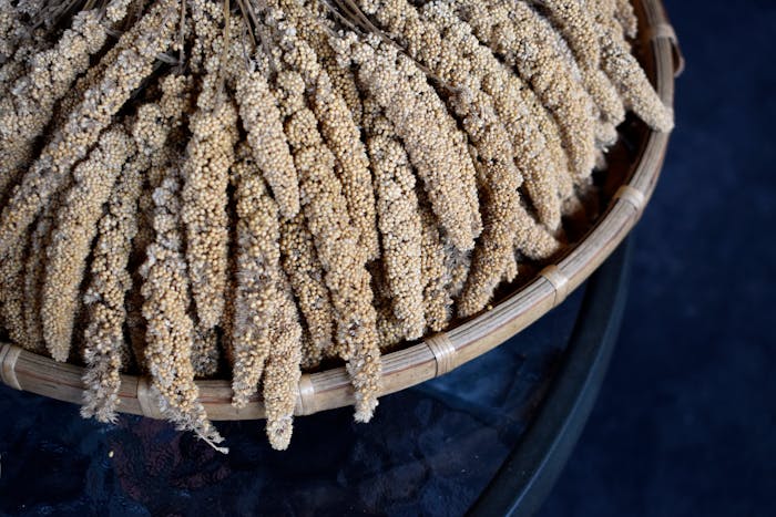 Sorghum-Biji-bijian Menjadi alternatif makanan yang lebih sehat