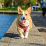 Tips Cerdas Menjaga Kesehatan Anjing