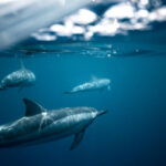 Ilustrasi Photographi Keindahan Laut