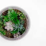 Ilustrasi Terrarium
