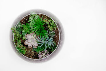 Ilustrasi Terrarium