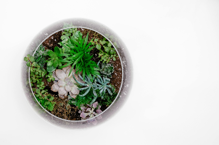 Ilustrasi Terrarium