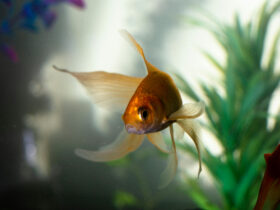 Merawat ikan hias