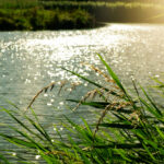 Merawat Ekosistem Sungai untuk Kehidupan yang Lebih Baik